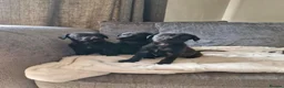 Mixed Breed dogs for sale: Beautiful Bedlington whippet puppies  - Advert 8