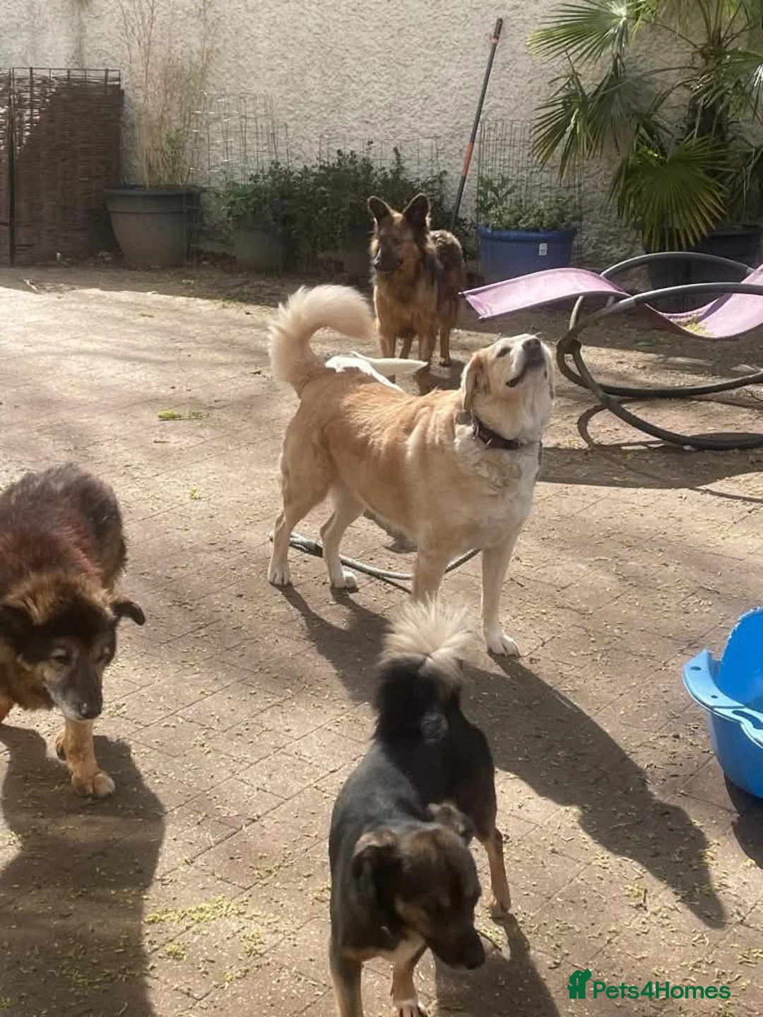 Mixed Breed dogs for adoption: Meet Honey,  currently residing in Guilford  in Guildford - Advert 3