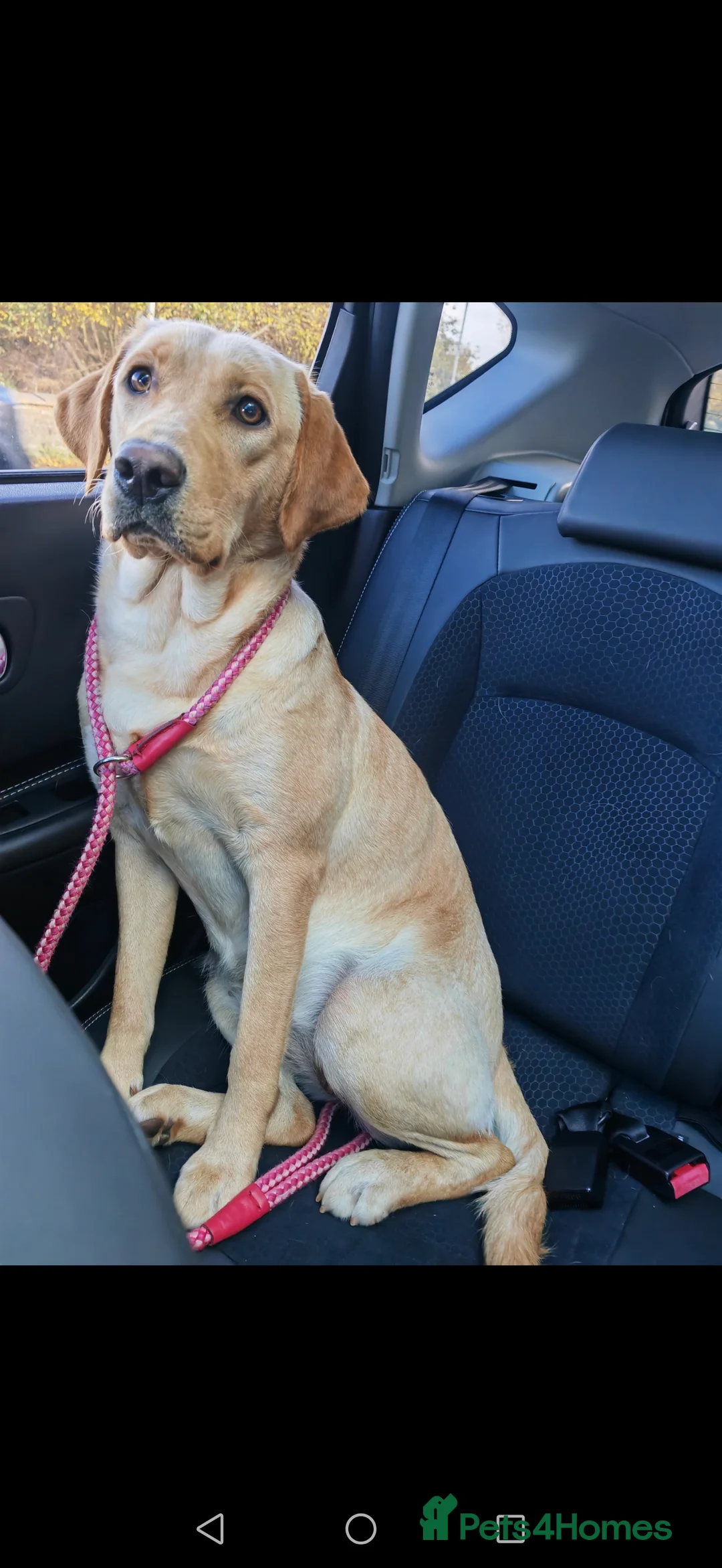 Labrador Retriever dogs for sale: 18 month old Yellow female Labrador Retriever  in Maryport - Advert 2