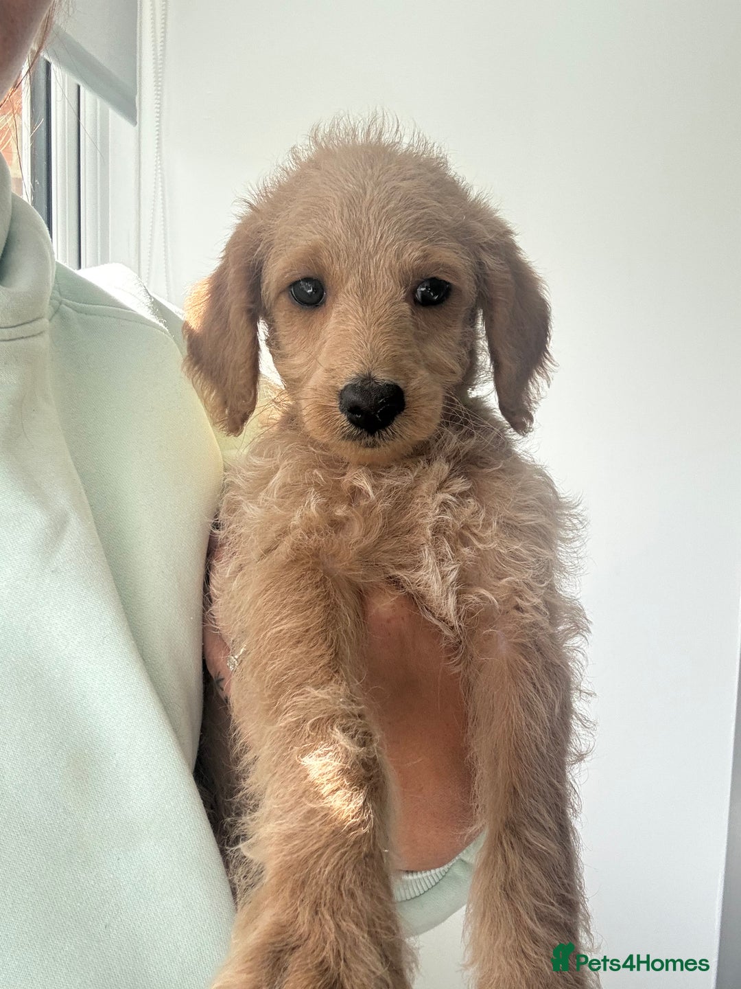 Labradoodle dogs for sale: Miniature labradoodle puppies F1B ready now  - Image 3