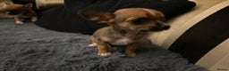 Mixed Breed dogs for sale: Jackawawa pups  - Advert 21