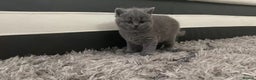 British Shorthair cats for sale: british shorthair kittens - Advert 3
