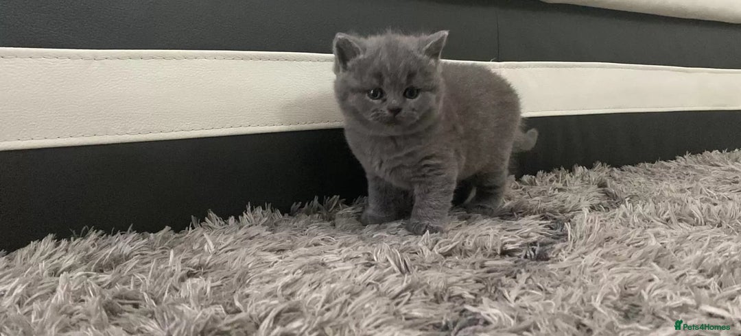 British Shorthair cats for sale: british shorthair kittens - Advert 3