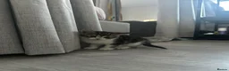 British Shorthair cats for sale: Adorable Tabby & Calico Kittens Ready Soon 🐾 - Advert 5