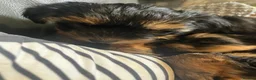 Yorkshire Terrier dogs for sale: Yorkshire terrier puppies  - Advert 6