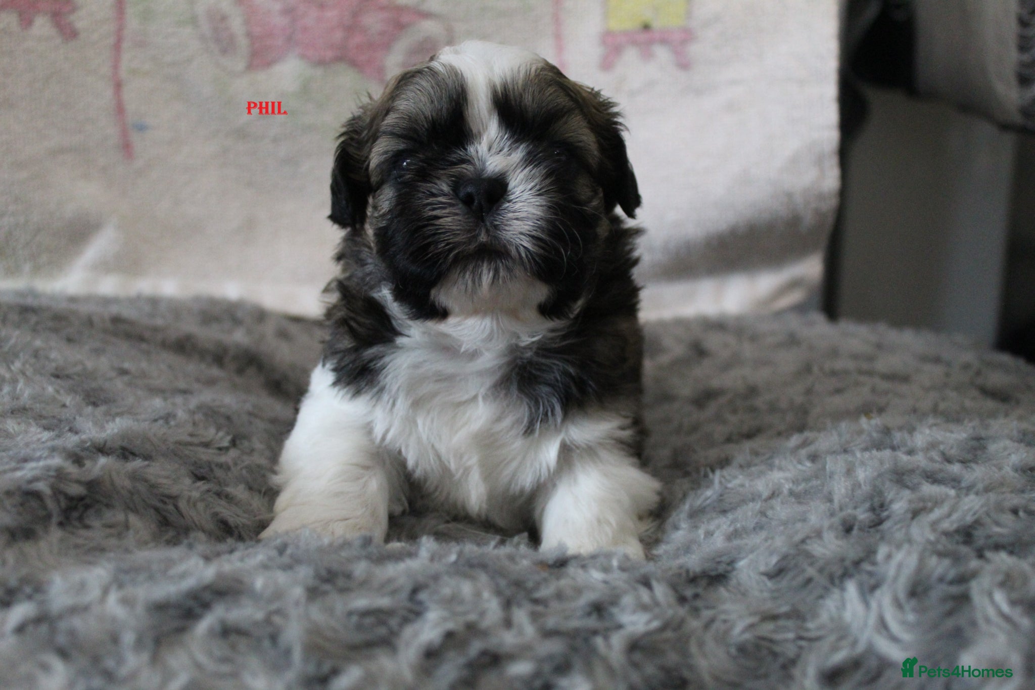 Shih Tzu dogs KC reg CUTE SHIH TZU BOY PUPPIES - Advert 2