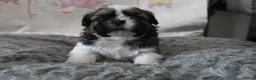 Shih Tzu dogs for sale: KC reg CUTE SHIH TZU BOY PUPPIES - Advert 7