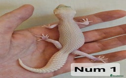 Leopard Gecko reptiles for sale: Blacknight macksnows and supersnows in tremper - Image 5