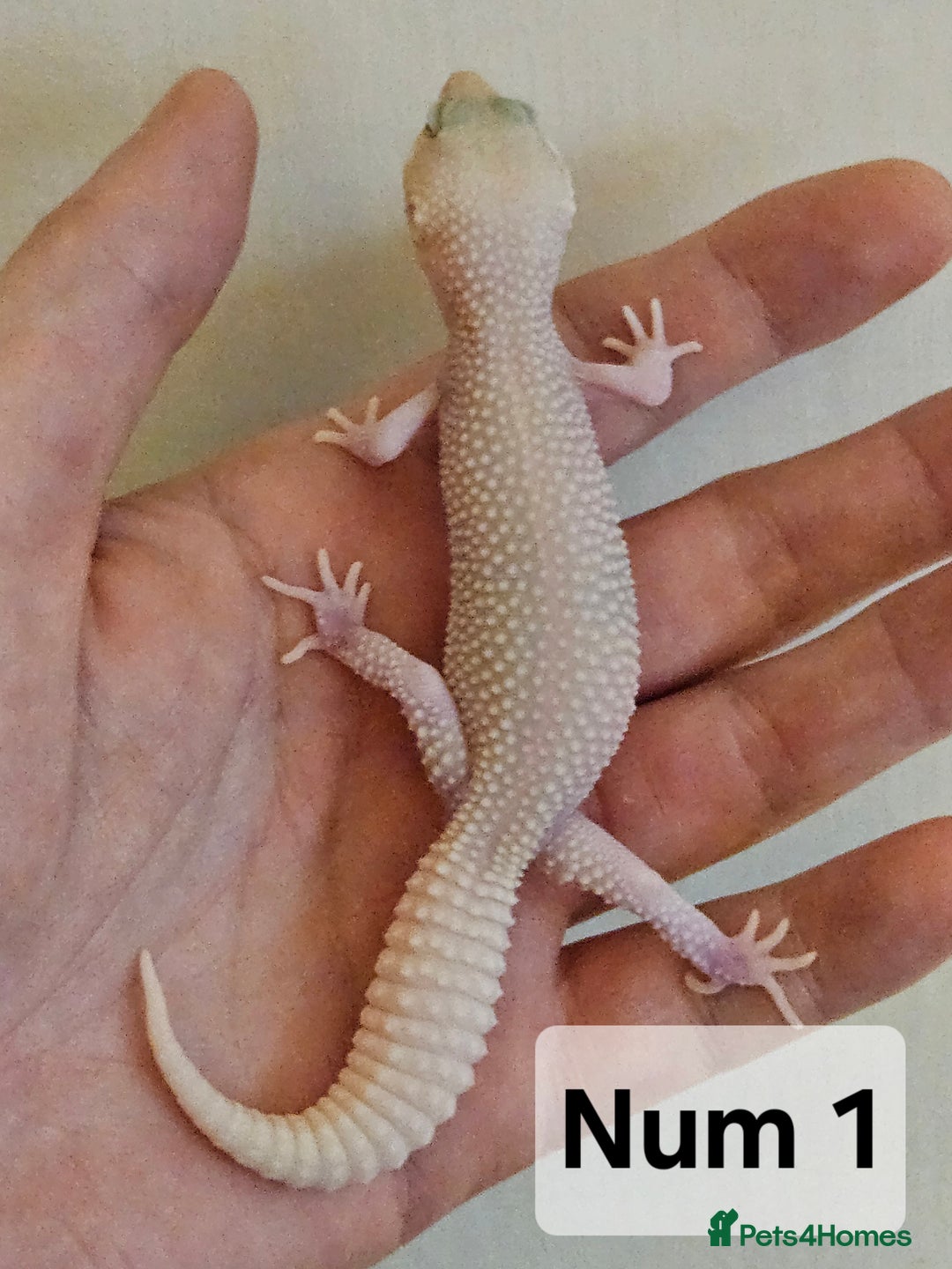 Leopard Gecko reptiles for sale: Blacknight macksnows and supersnows in tremper - Image 5