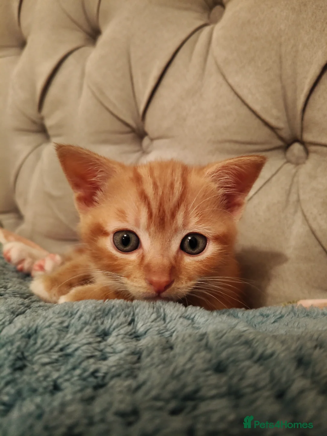 European cats for sale: Adorable Little Kittens  - Advert 3