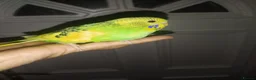 Budgerigars birds for sale: Hand reared super tame  budgie  - Advert 3