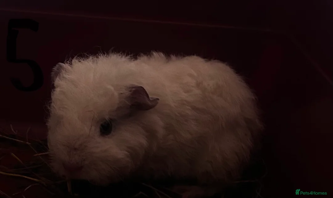 Guinea Pig rodents for sale: Texal Female and male guinea pigs - Advert 8