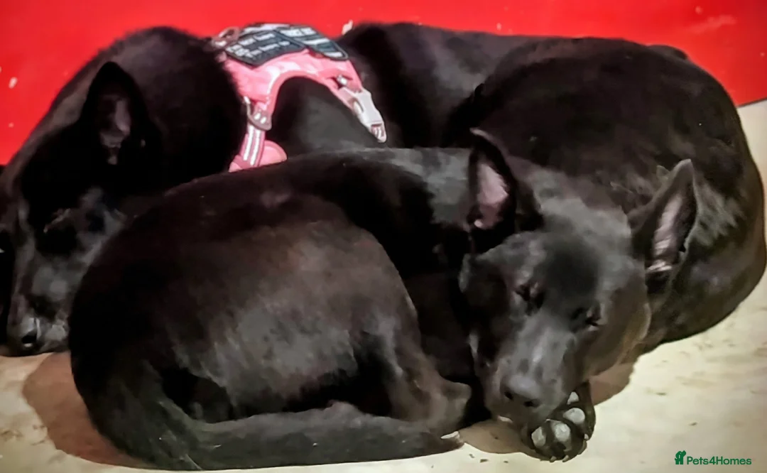 Mixed Breed dogs for sale: Tamaskan x pup needing a home - Advert 2