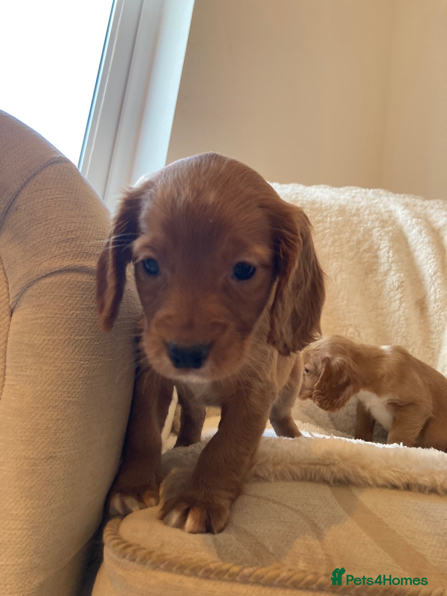Cocker Spaniel dogs for sale: Cocker spaniel puppies - Advert 21