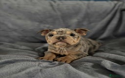 Mixed Breed dogs for sale: Beautiful spotty babies - Image 5