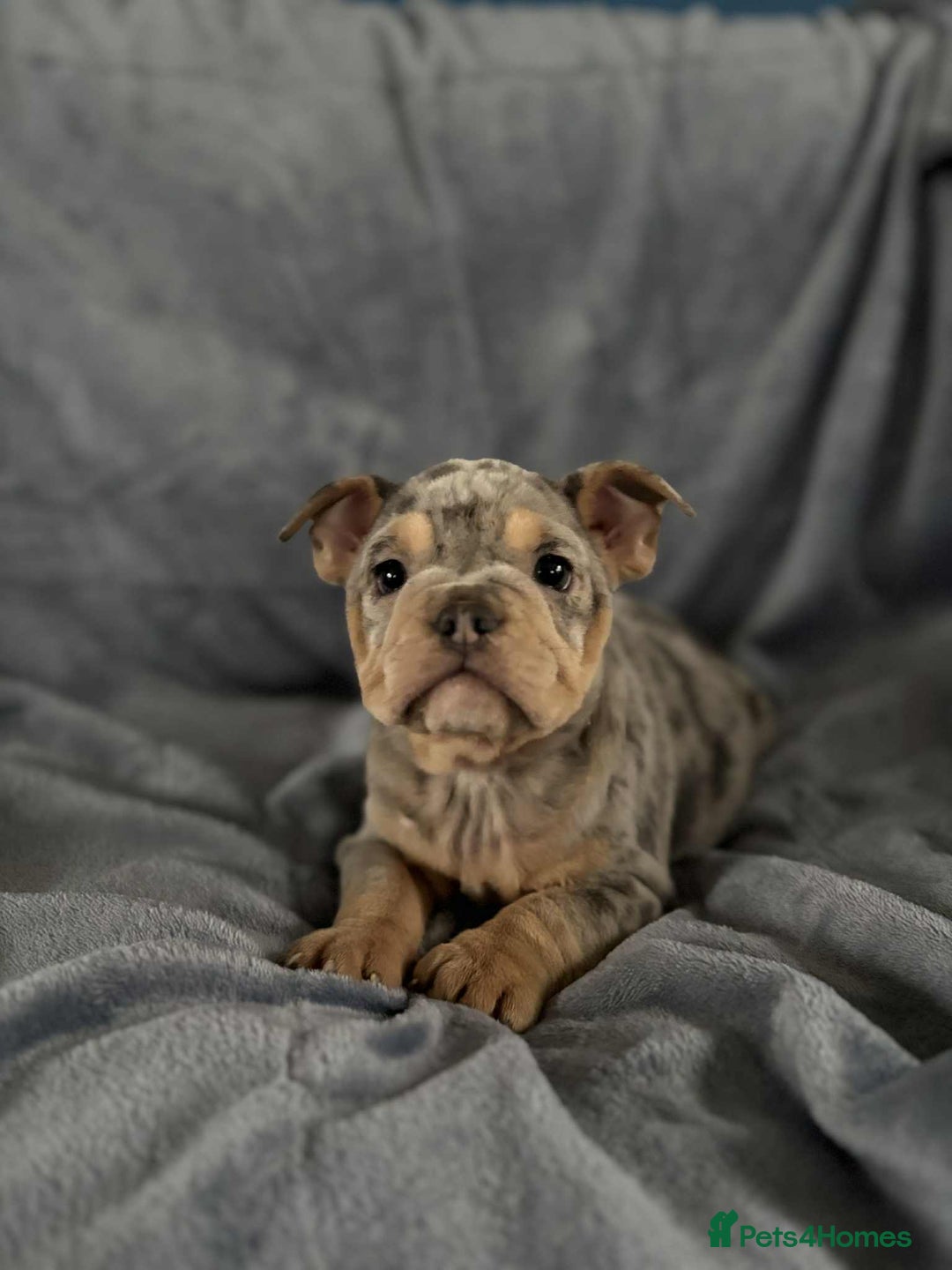 Mixed Breed dogs for sale: Beautiful spotty babies - Image 5