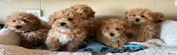 Poochon dogs for sale: Poochon puppies  - Advert 7