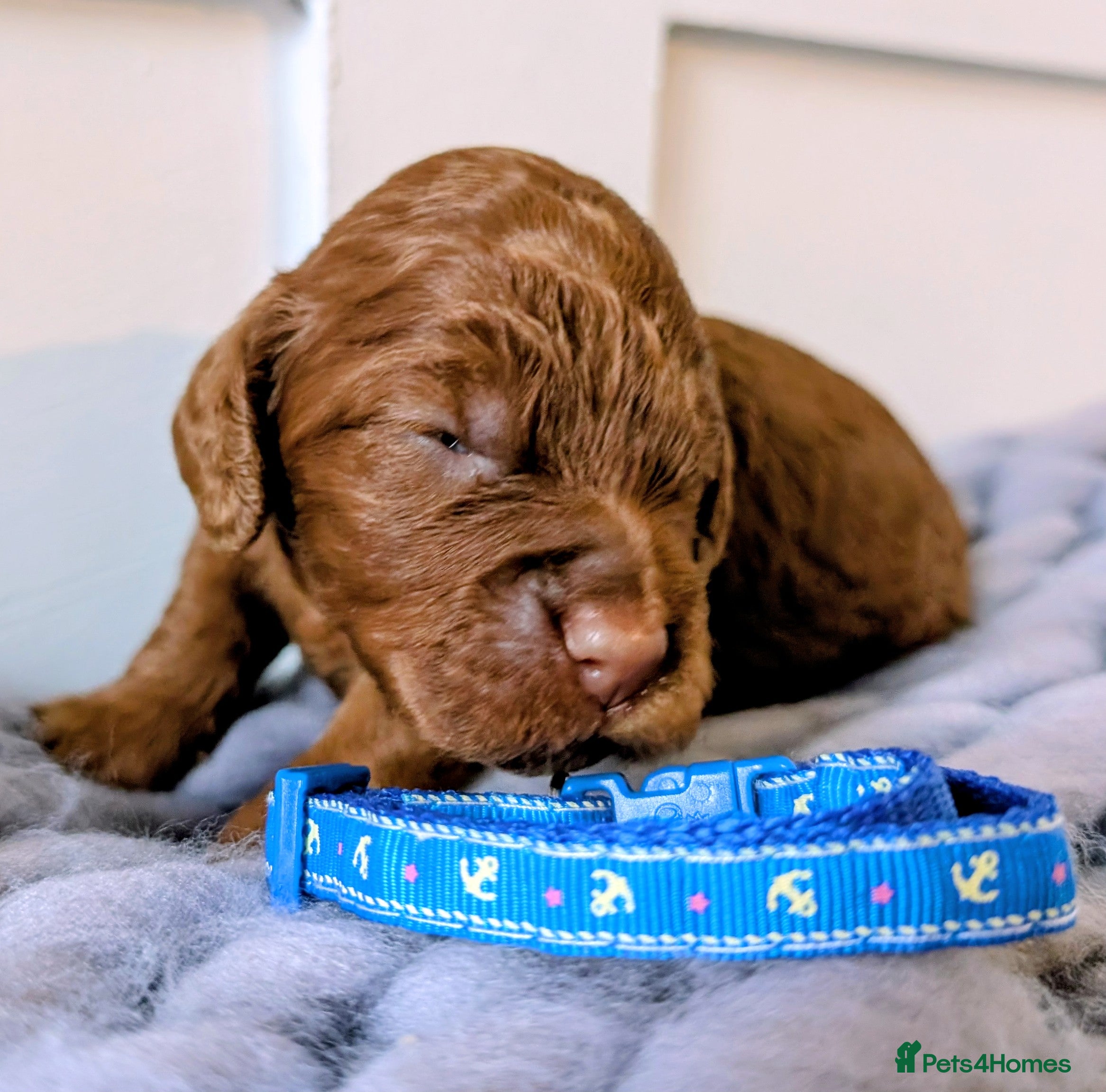 Cockapoo dogs Stunning F1 Show Toy Red Cockapoo puppies DNA ✔️ - Advert 1