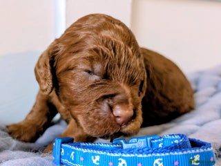 Cockapoo dogs Stunning F1 Show Toy Red Cockapoo puppies DNA ✔️ - Advert 1