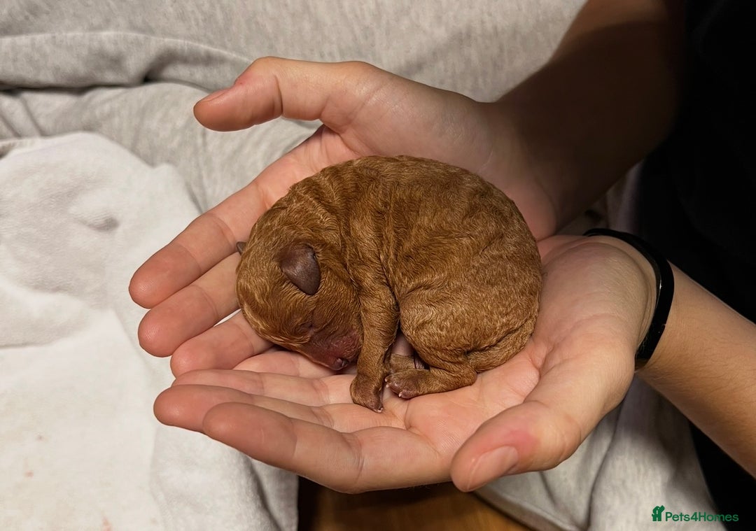 Cavapoo dogs for sale: Premium F1B Toy Red Cavapoo - 2 LEFT - Image 6