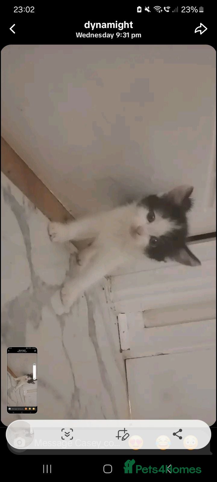 Mixed Breed cats selling them for 40 pounds cheap - Advert 3