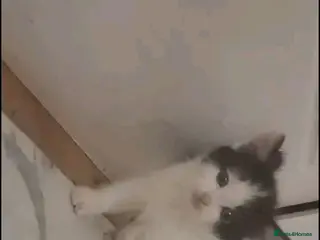 Mixed Breed cats selling them for 40 pounds cheap - Advert 3