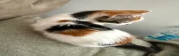 Mixed Breed cats for sale: Calico female kitten - Advert 4