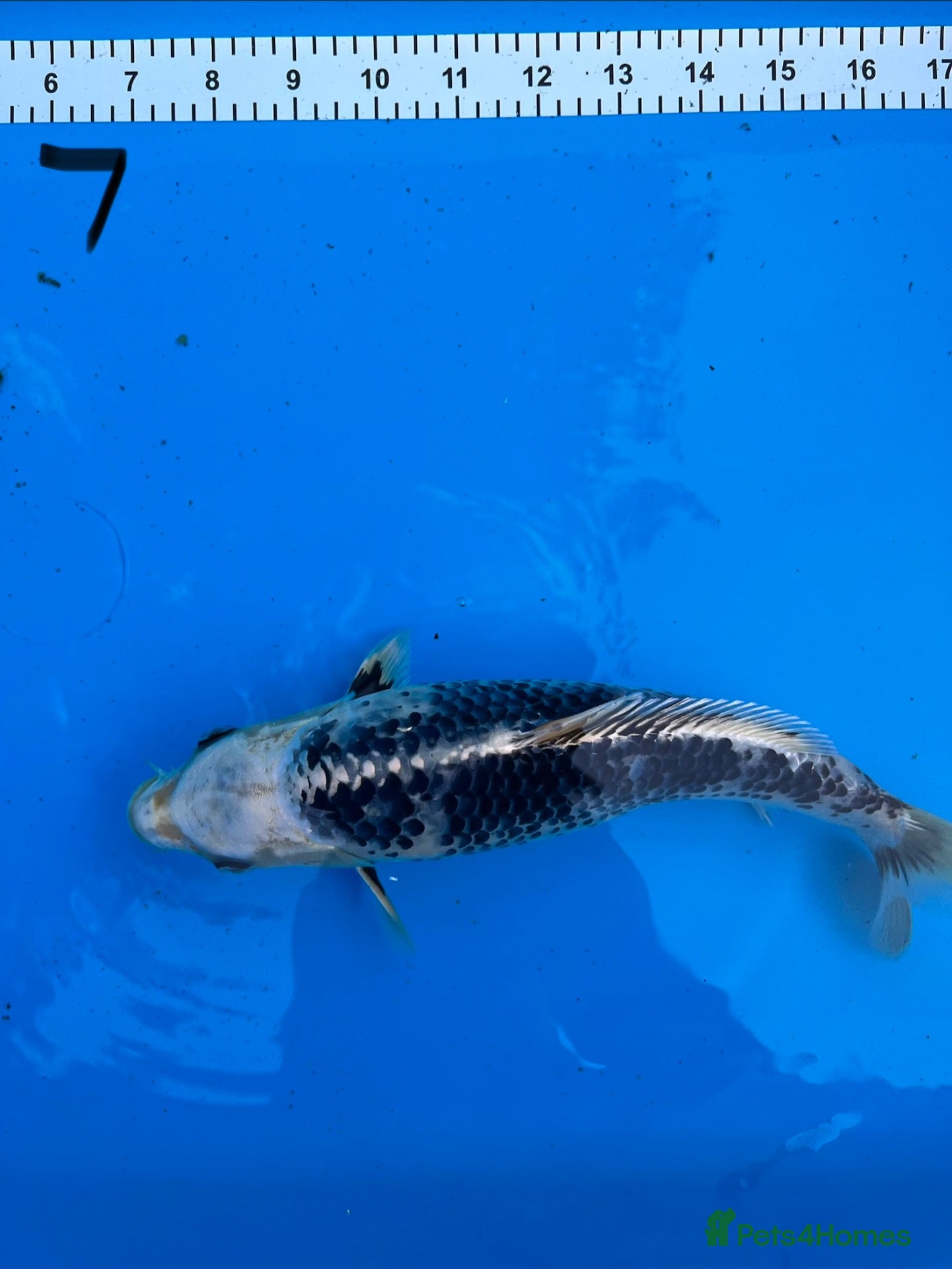 Koi Carp fish 8 Koi For Sale, 14 months old - Advert 1