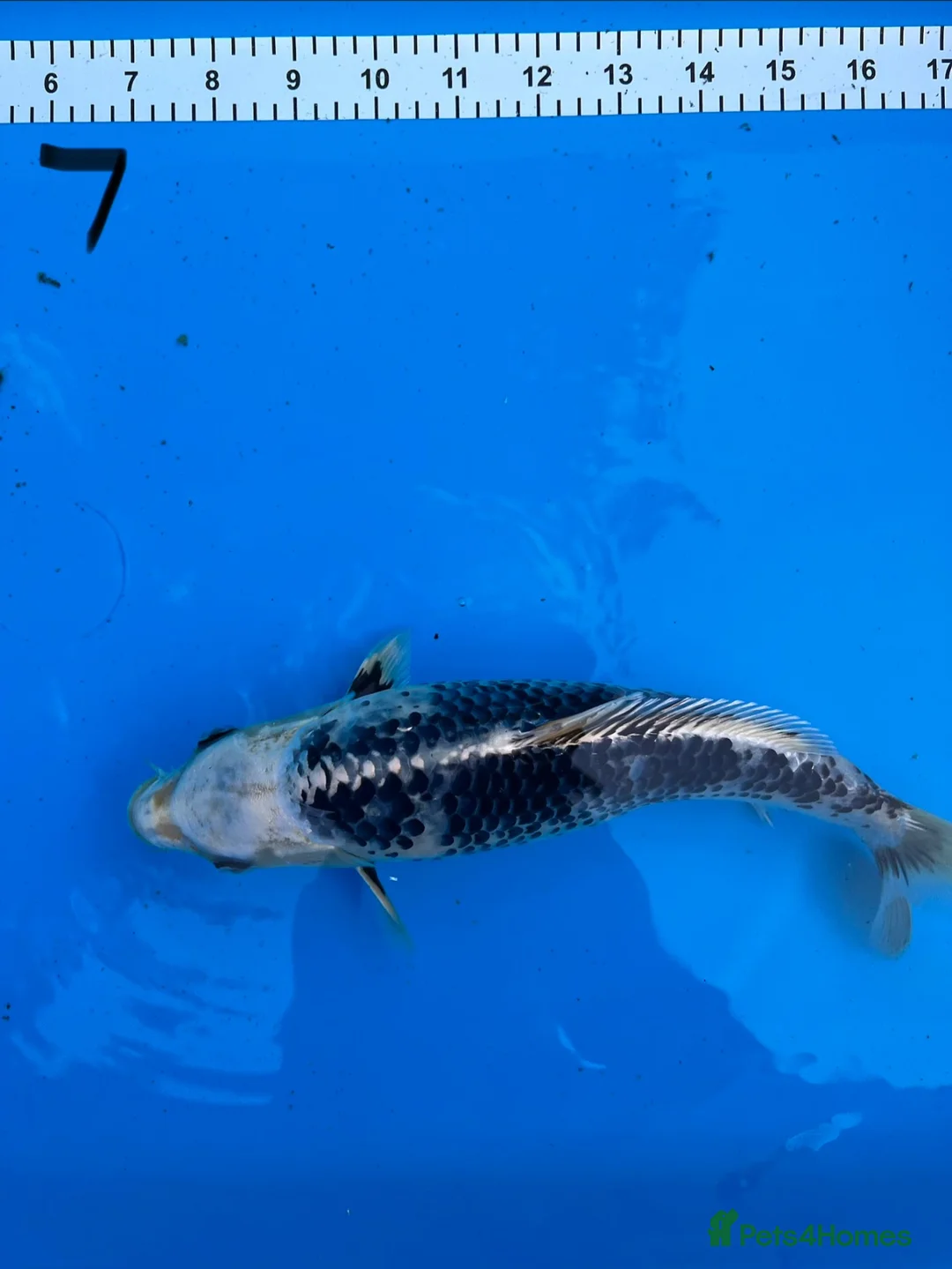 Koi Carp fish for sale: 8 Koi For Sale, 14 months old - Advert 1