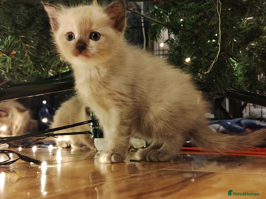 Tonkinese cats for sale: Gorgeous Tonkdoll kittens  - Advert 6