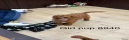 Cavapoo dogs for sale: Stunning F1 Cavapoo pups, out of DNA tested parent - Advert 2
