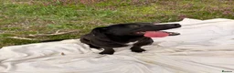 Mixed Breed dogs for adoption: Benny | Bouncy, Loving & Full of Puppy Joy 💜 - Advert 8