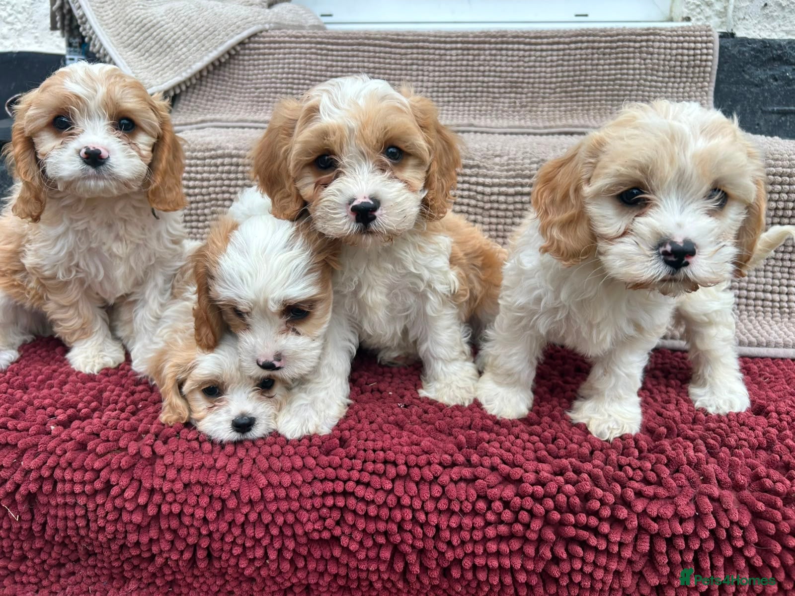 Cavapoo dogs Beautiful Cavapoo Puppies  - Advert 2