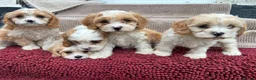 Cavapoo dogs for sale: Beautiful Cavapoo Puppies  - Advert 2