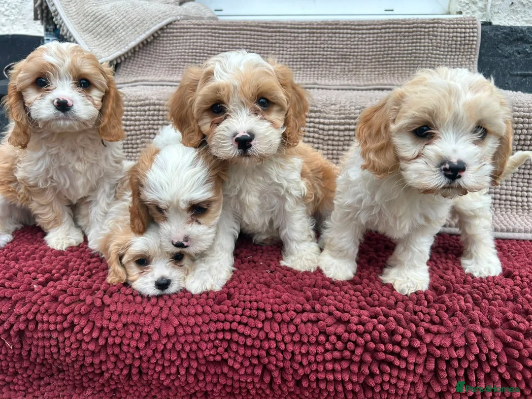 Cavapoo dogs for sale: Beautiful Cavapoo Puppies  - Advert 2