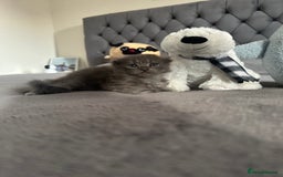 Scottish Fold cats for sale: Adorable playful scottish fold kittens  - Image 9