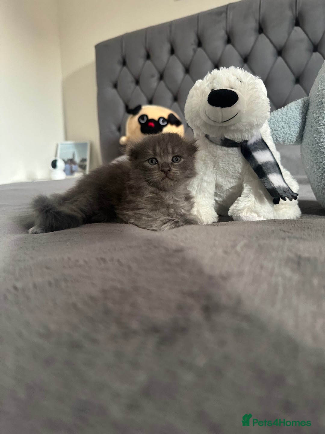 Scottish Fold cats for sale: Adorable playful scottish fold kittens  - Image 9
