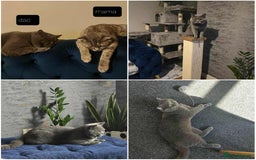 British Shorthair cats for sale: British shorthair kittens and scotish fold  - Image 29