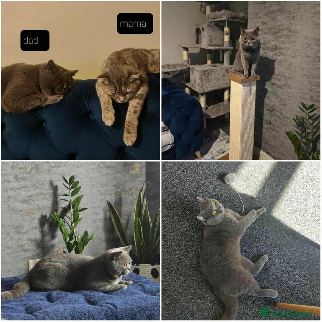 British Shorthair cats for sale: British shorthair kittens and scotish fold  - Image 29