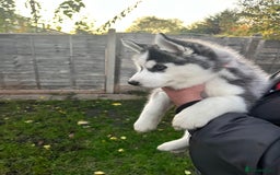 Siberian Husky dogs for sale: Siberian husky puppies available - Image 12