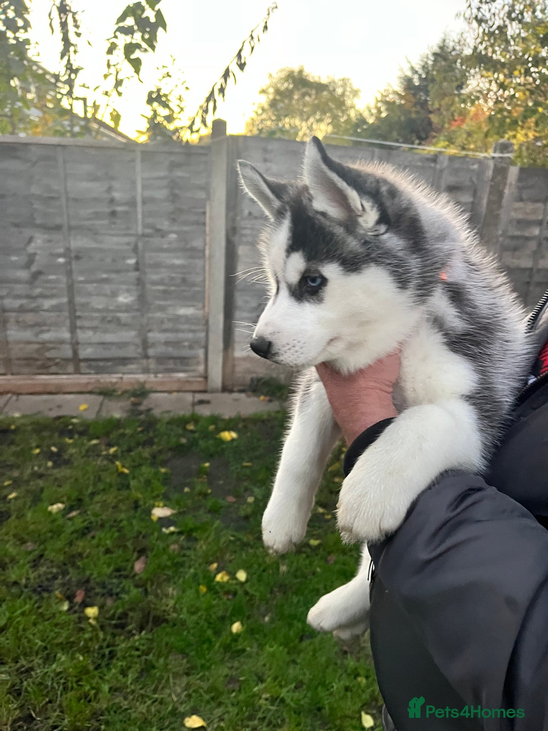 Siberian Husky dogs for sale: Siberian husky puppies available - Image 12