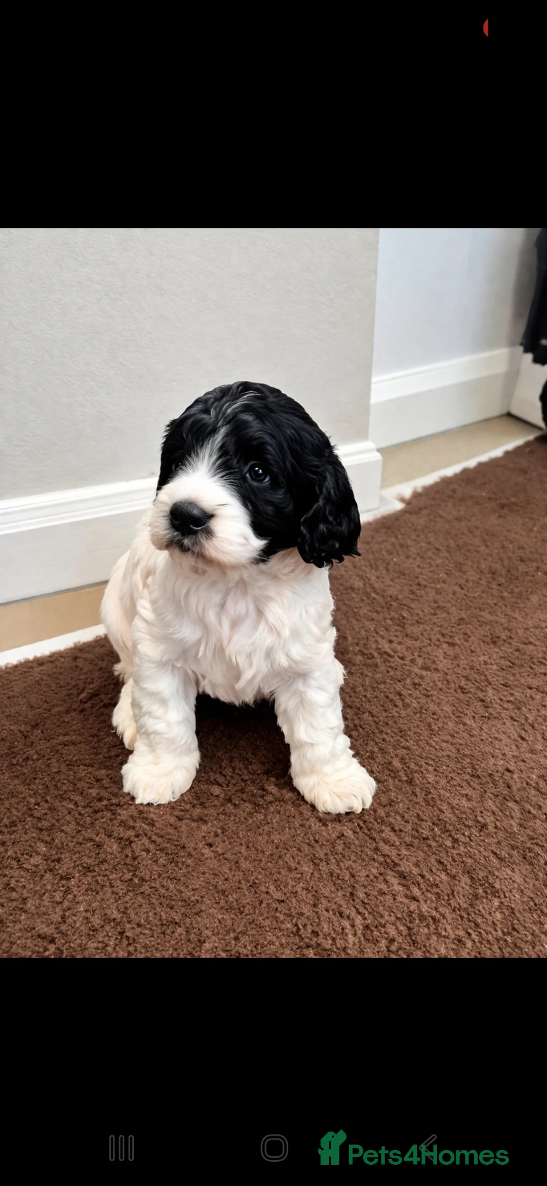 Sproodle dogs for sale: Hybrid spoodled - Advert 2