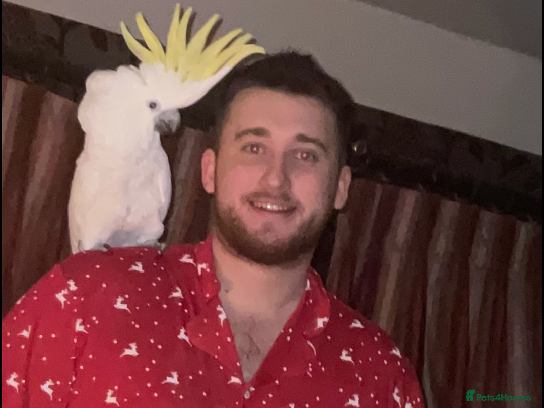 Cockatoo birds for sale: Umbrella Cockatoo - Advert 2