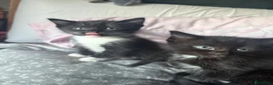 Ragdoll 1