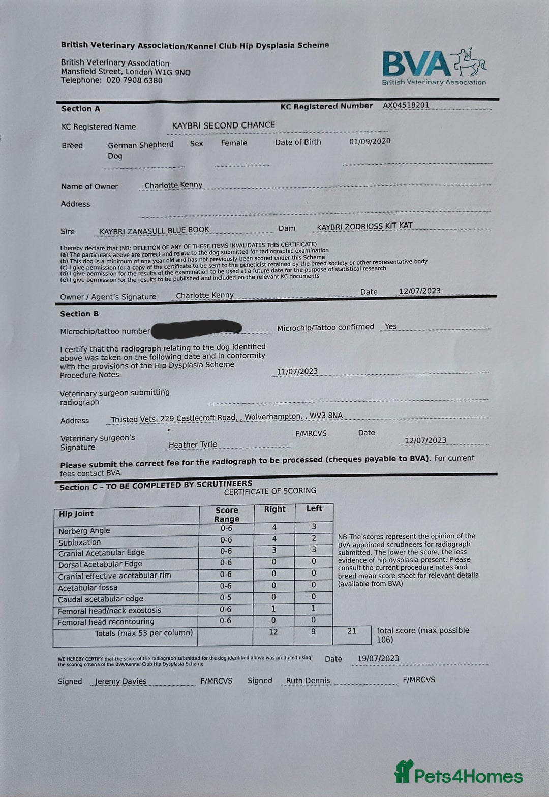 German Shepherd dogs for sale: 💠5 Beautiful healthy KC reg straight back GSP's💠 - Advert 19