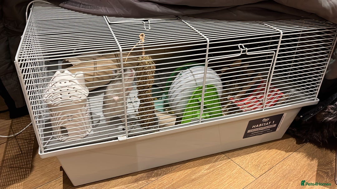 Hamster rodents for sale: Hamster Looking for a Loving New Home – Watford - Advert 5