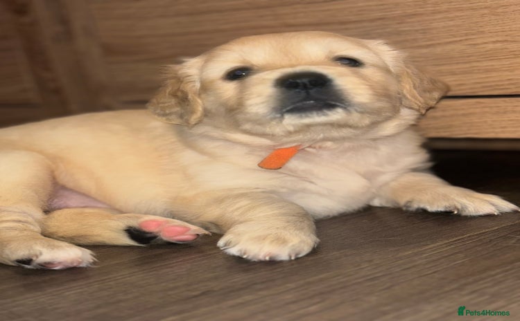Golden Retriever dogs - Advert 7