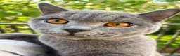 British Shorthair cats for sale: Beautiful Blue British Shorthair Boy – 7 Months in Bilston - Advert 3