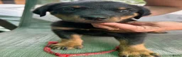 Rottweiler dogs for sale: Devoted Rottweiler Puppies in Southampton - Advert 5