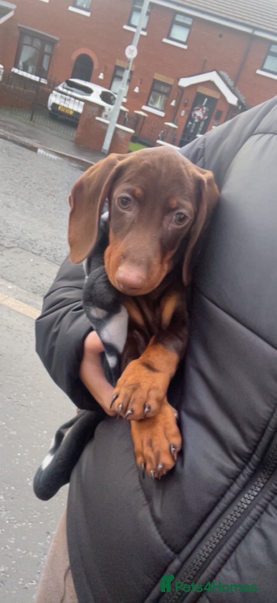 Dachshund dogs Rolo  - Advert 1